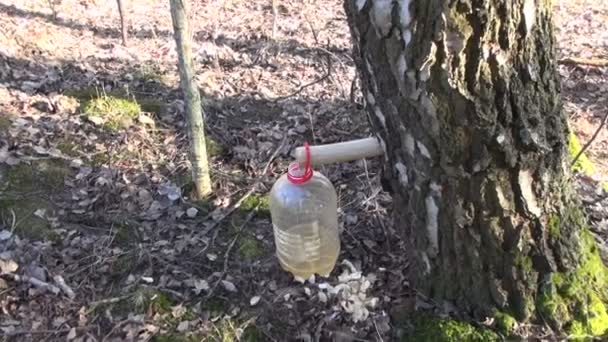 Sève de bouleau goutte à goutte dans une grande bouteille en plastique au printemps — Video