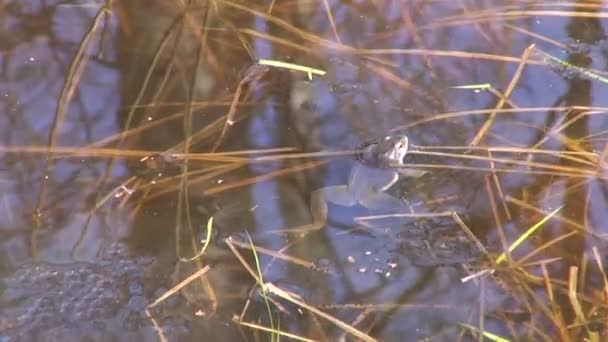 Spawning Rana arvalis in shallow water — Stock Video