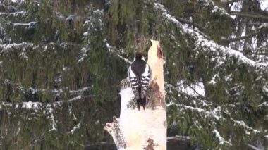 Huş güdük üzerinde tıraşlama Dendrocopos medius