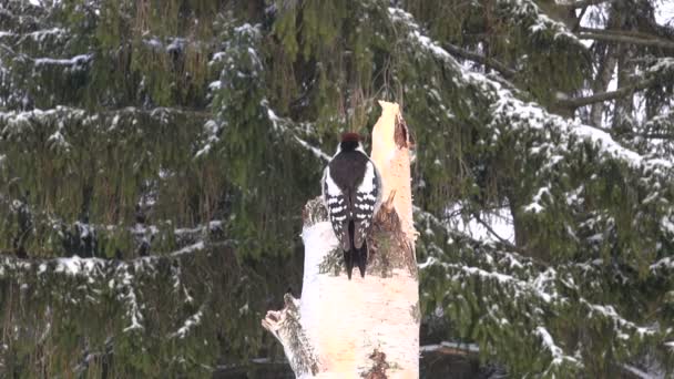 啄木鸟臀中肌在桦木树桩上栖息 — 图库视频影像
