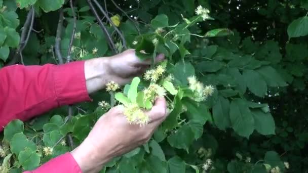 Садовник собирает цветы липы — стоковое видео