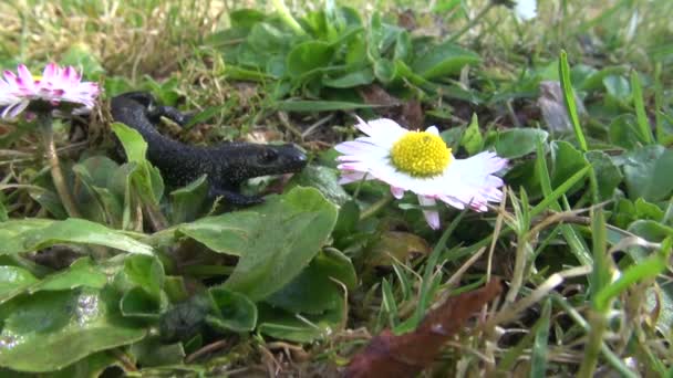 Engels daisy en newt triturus cristatus — Stockvideo