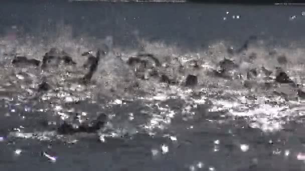 Schwimmwettkampf im Meer — Stockvideo