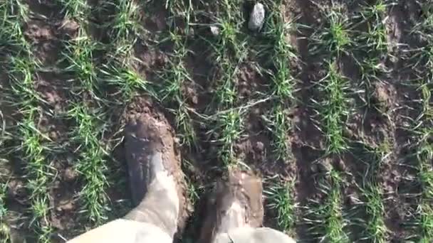Agriculteur avec des bottes sales marchant dans le champ — Video