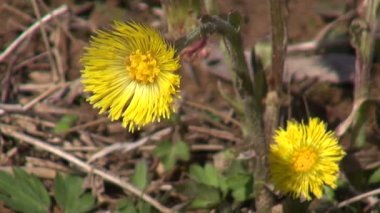 Tussilago farfara çiçekli