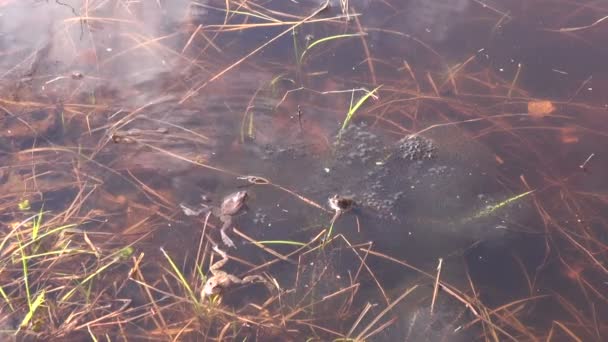 Two spawning Marsch frogs in a pond — Stock Video