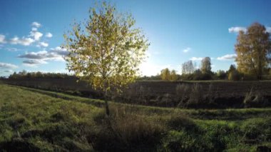 Huş ağaçları sonbahar, zaman atlamalı 4 k içinde olan bir alana parlayan güneş