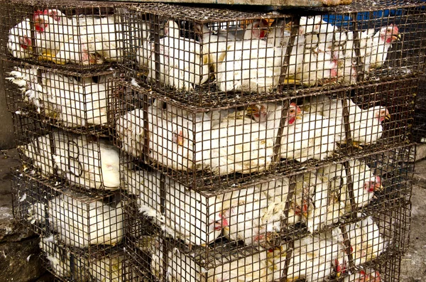 Weiße Hühner in Käfigen, Indien — Stockfoto