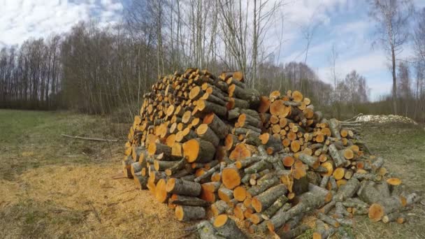 Słońce na kłody drzewa pomarańczy, upływ czasu 4k — Wideo stockowe