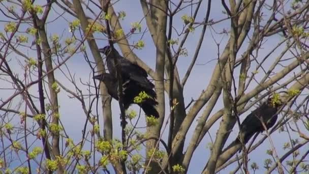 Three young common ravens in the maple tree — Stock Video