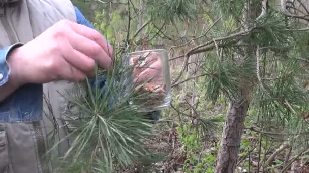 Herbalist escolhendo brotos de pinho na primavera — Vídeo de Stock