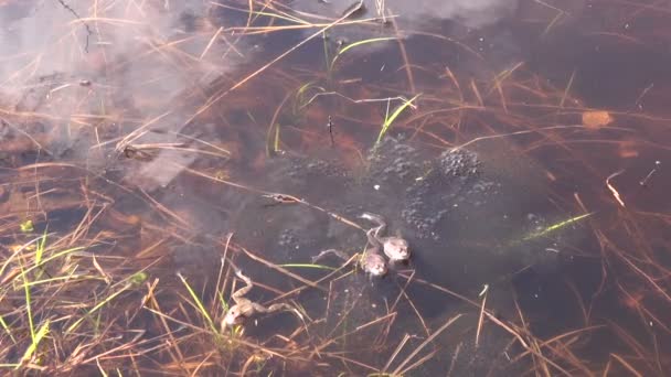 Ranas de pantano reproductoras — Vídeo de stock