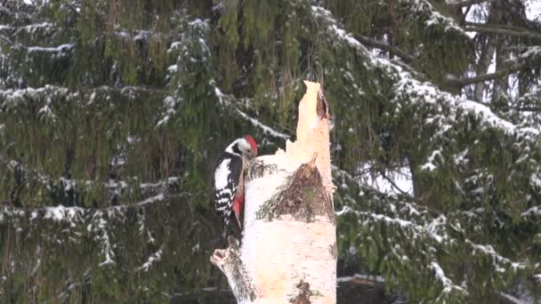 Koolmees en specht op berken stomp door het bos — Stockvideo