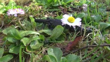 Newt Triturus cristatus tarama 