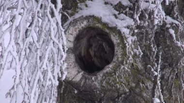 Huş ağacı delik büyük baştankara