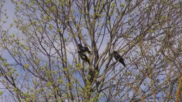 Tres jóvenes cuervos comunes en el árbol en el bosque — Vídeo de stock