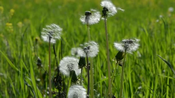 Dandelion seed heads in meadow — Stock Video