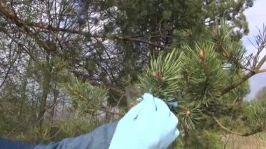 Herbalist çam tomurcukları toplama