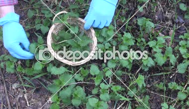 Mavi kauçuk giyen adam malzeme çekme genç nettles eldiven