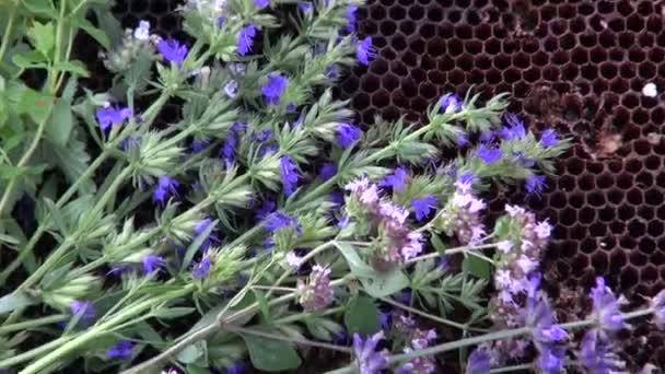 Diverses herbes sur nid d'abeille — Video