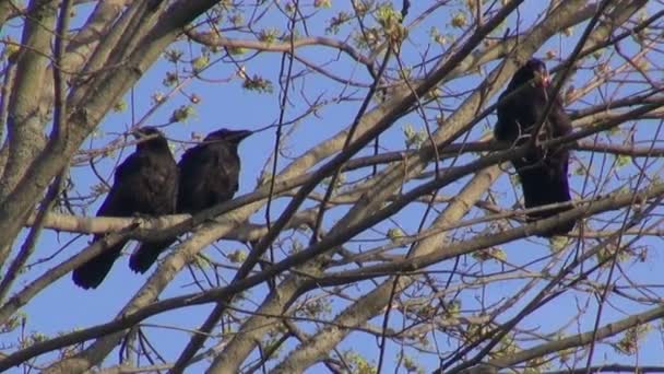 Três jovens corvos comuns na árvore — Vídeo de Stock