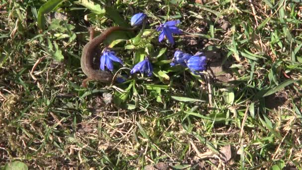 Newt Triturus vulgaris crawling — Stock Video