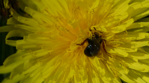 Wild bee on dandelion bloom — Stock Video