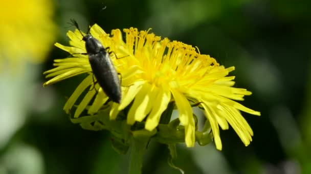 Black bug on spring dandelion — Stock Video