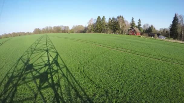 Elektriska pole skugga på unga vete fält, tidsinställd 4k — Stockvideo