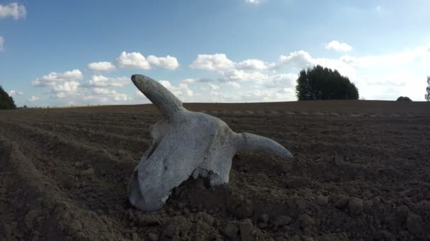 Cráneo de vaca roto en el campo, lapso de tiempo 4K — Vídeos de Stock