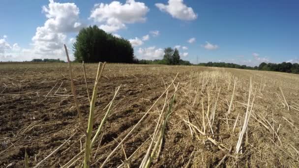 Θερισμένη ελαιοκράμβη πεδίο, ώρα λήξη 4k — Αρχείο Βίντεο