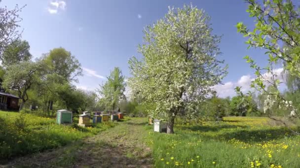 Jardín de primavera con colmenas, lapso de tiempo 4K — Vídeo de stock