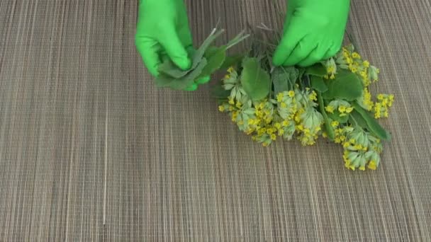 Herbalist separando Primula veris folhas de flores — Vídeo de Stock