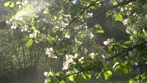 Ψεκασμός ανθίζοντας δέντρο μηλιάς — Αρχείο Βίντεο