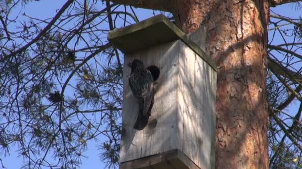 Sturnus vulgaris alimentando jovens — Vídeo de Stock