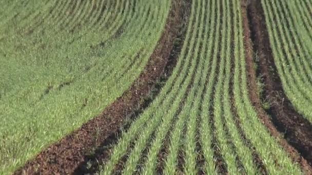 Молоде пшеничне поле навесні — стокове відео