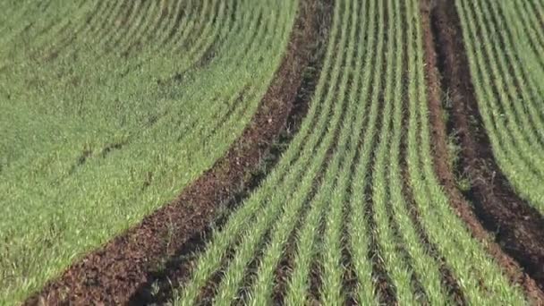 Campo de trigo jovem na primavera — Vídeo de Stock