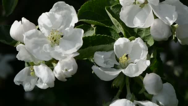 Bee picking pollen on apple tree — Stock Video