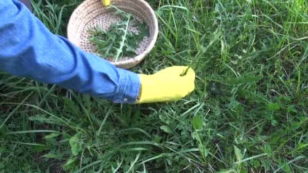 Hombre con guantes amarillos recogiendo hojas de diente de león — Vídeos de Stock