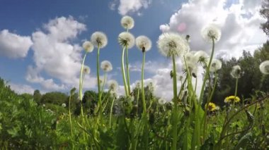 Karahindiba tohum başlar, zaman atlamalı 4k