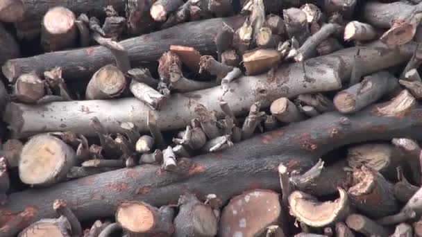 Dřevo pro spalování mrtvol od řeky gangy s místními lidmi pracovat — Stock video