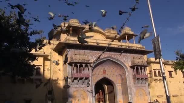 Pigeons volant par le temple jaune sur la place de la ville par une journée ensoleillée — Video