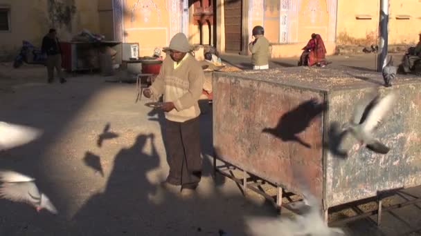 Hombres alimentando palomas en la plaza de la ciudad en día soleado — Vídeos de Stock