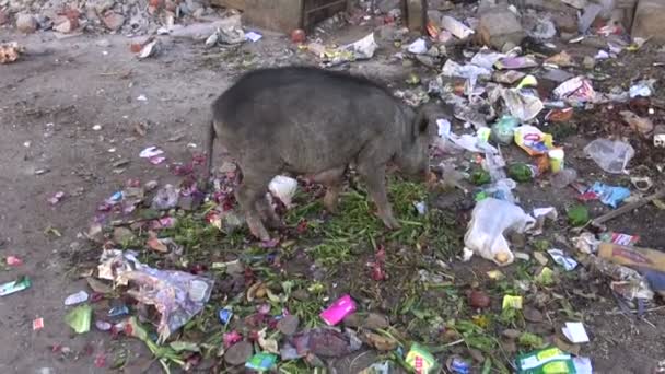 Черноволосая свинья ест в куче мусора — стоковое видео