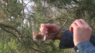 Herbalist çam tomurcukları toplama