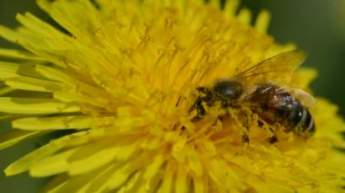 Arı malzeme çekme polen karahindiba