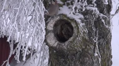 Bayağı alakarga kar bir delik tıraşlama huş ağacı kaplı
