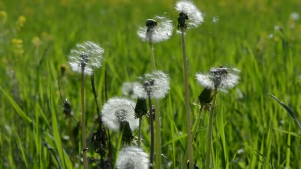 Flying dandelion seeds in meadow — Stock Video