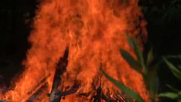 Bonfire with orange flames — Stock Video