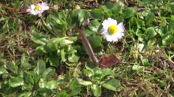 Common smooth newt crawling — Stock Video